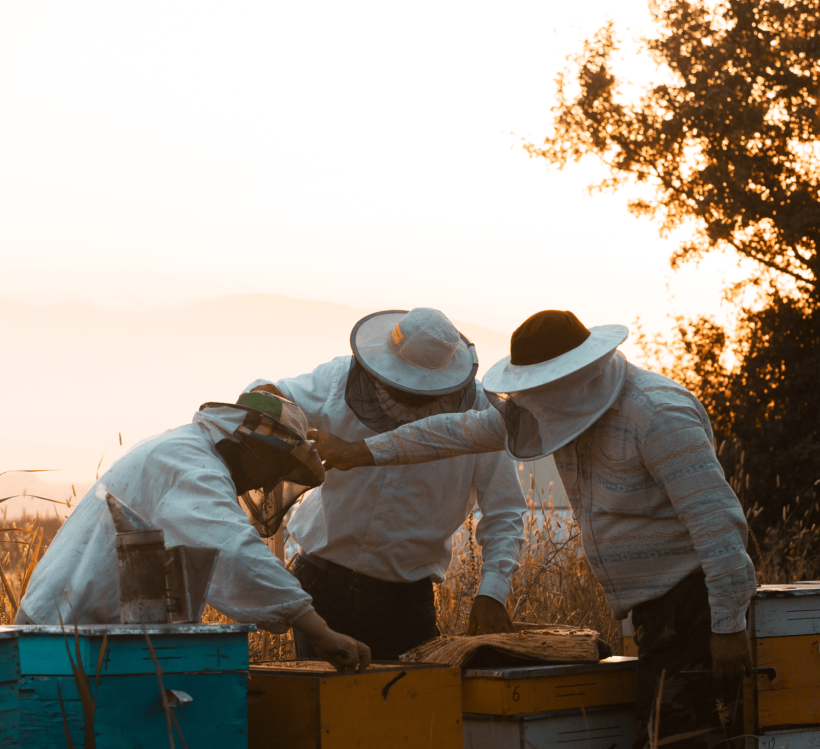 Apicultores al atardecer