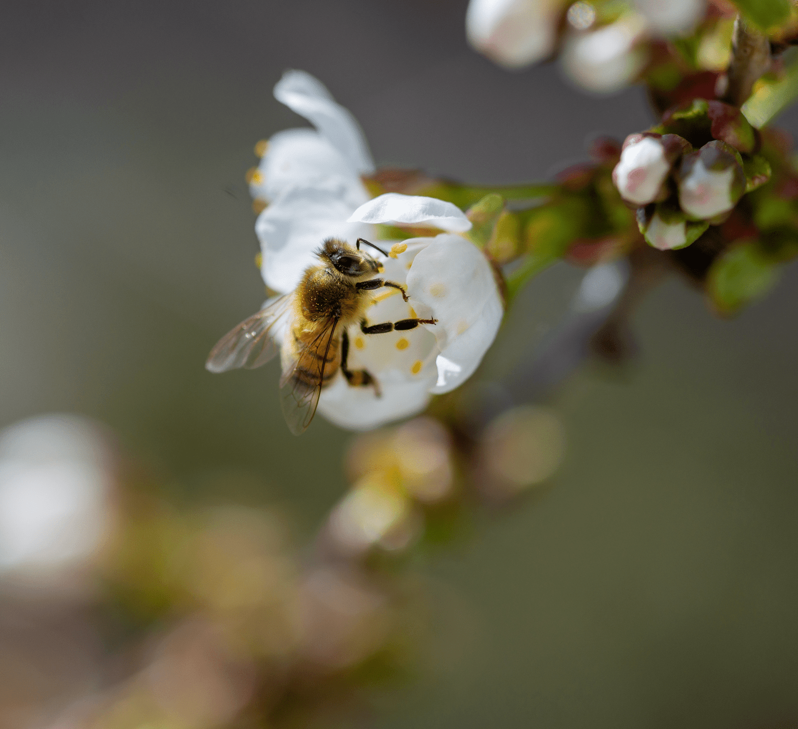 abeja polinizando