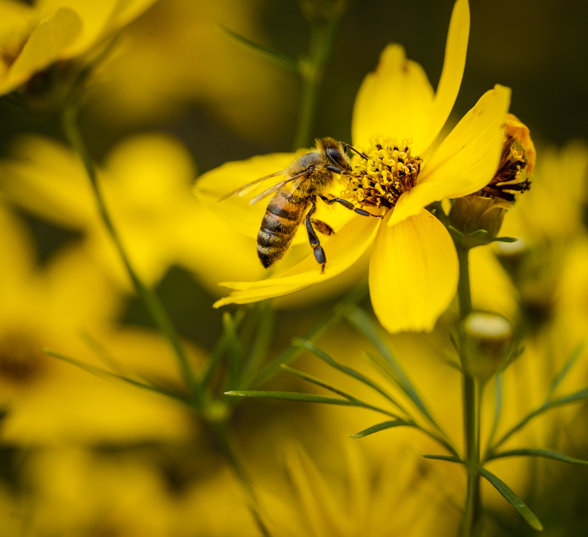 Abeja polinizadora en campo de flores silvestres / MIEL ABEJARANA