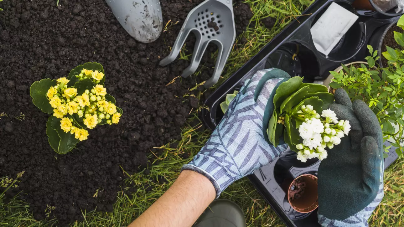 Cómo crear un jardín amigable para las abejas / MIEL ABEJARANA