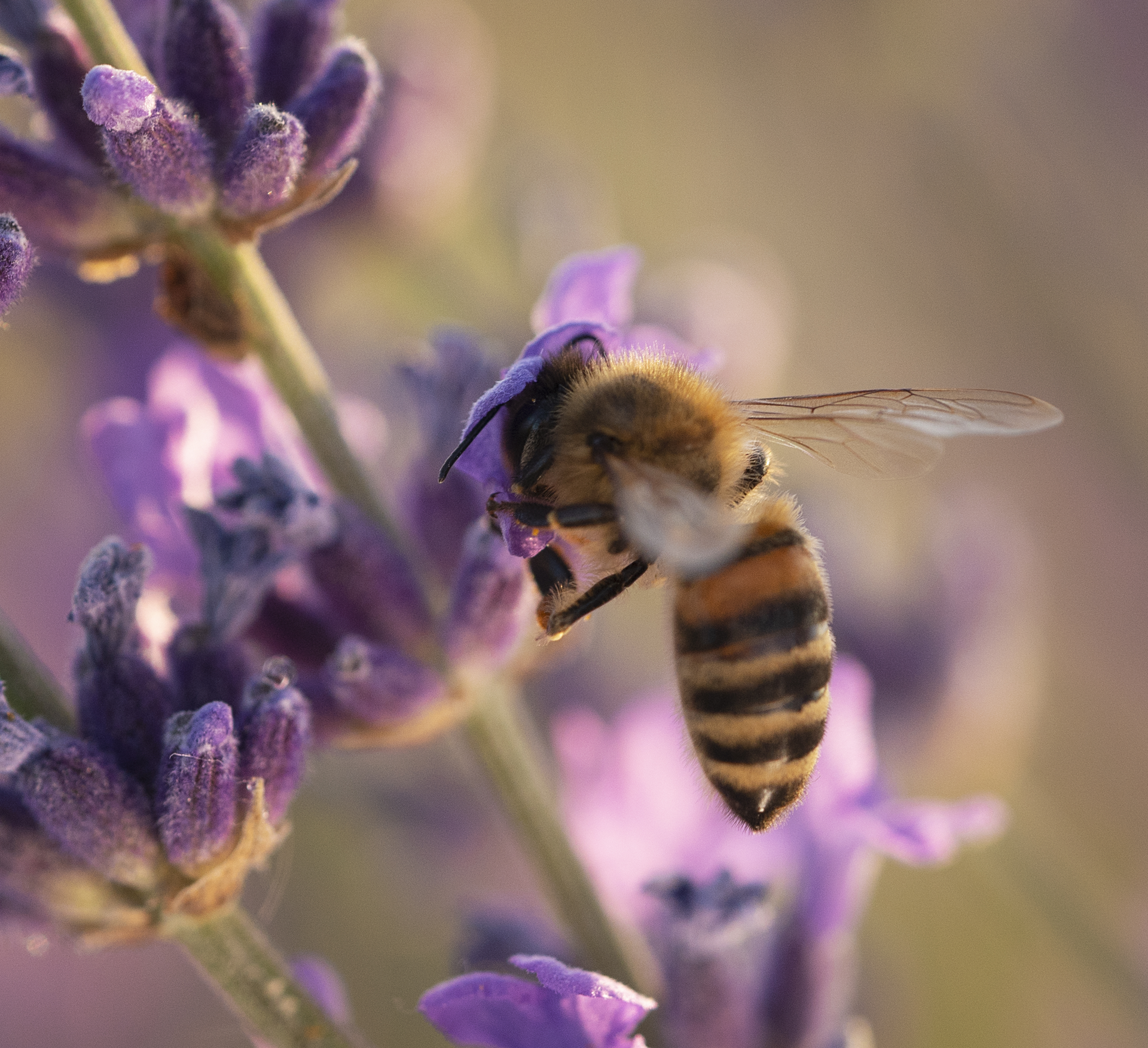 crear un jardín amigable para las abejas con lavanda