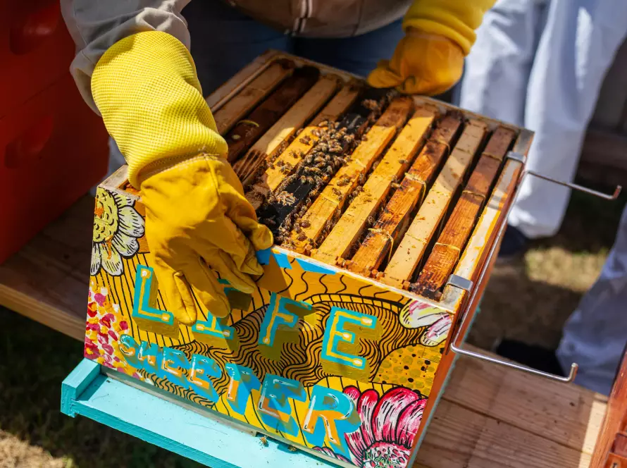 Apicultores recolectando miel pura / MIEL ABEJARANA