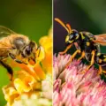 Diferencias entre abeja y avispa: conoce sus características y rol en la naturaleza